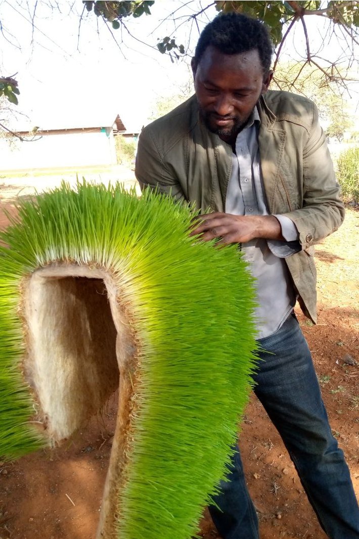 Seven-fold in seven days!
The idea that one kilo grain becomes seven kilos of nutritious feed in just a couple of days would seem a work of an illusionist. Please read the full story here:-
…us-innovation-fund.mailchimpsites.com/seven-fold-in-…
#innovation4resilience #HydroponicFodder #borena