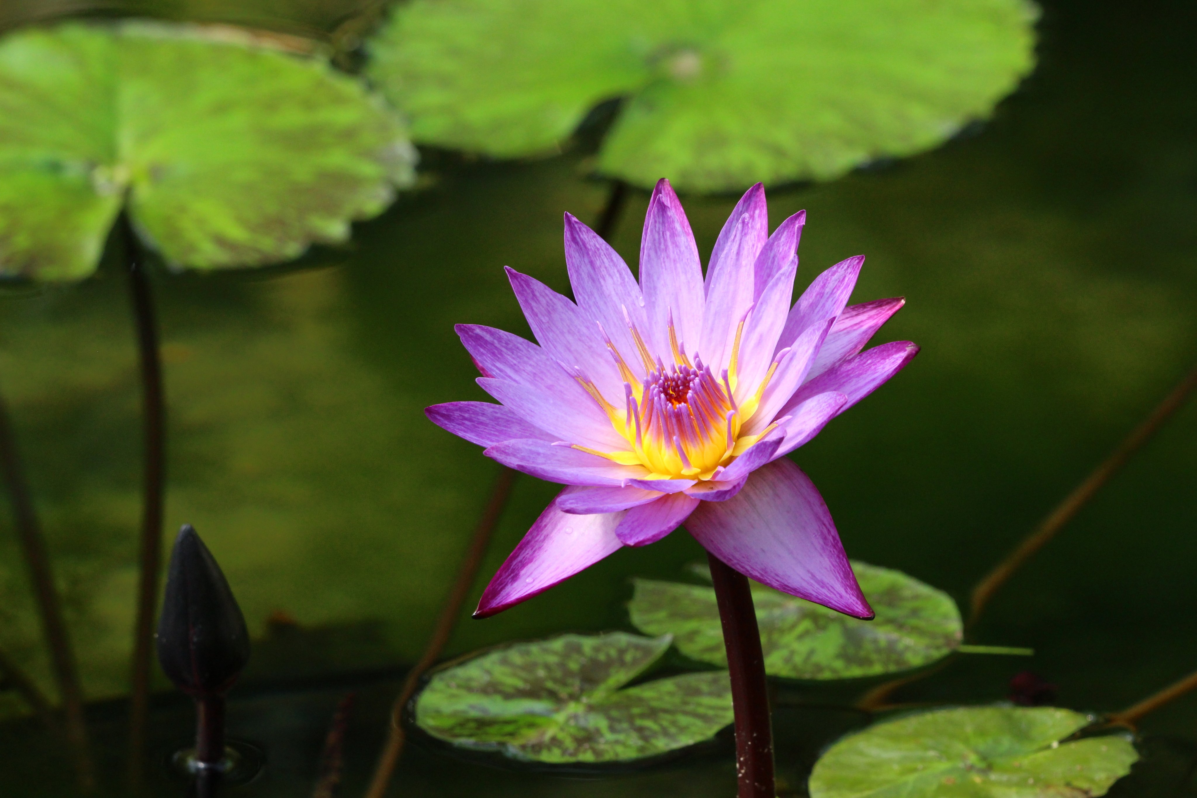 睡蓮 Twitter Search Twitter