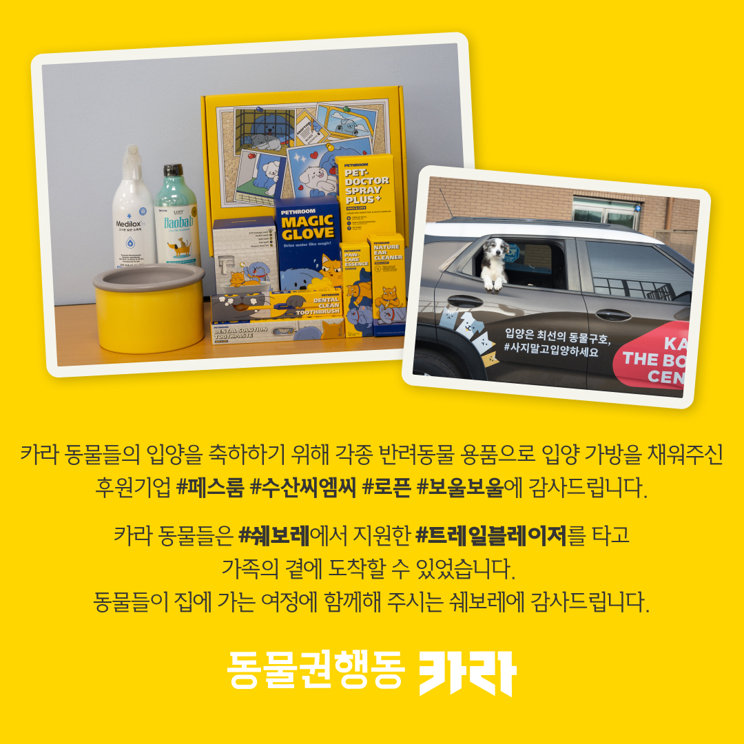 ekara_org's tweet image. 시골 한 마을에서 태어나 갈 곳을 잃었던 아기 고양이 코들이의 입양을 축하해 주세요!

코들이 입양 후기 &amp;gt; ekara.org/parttake/revie…