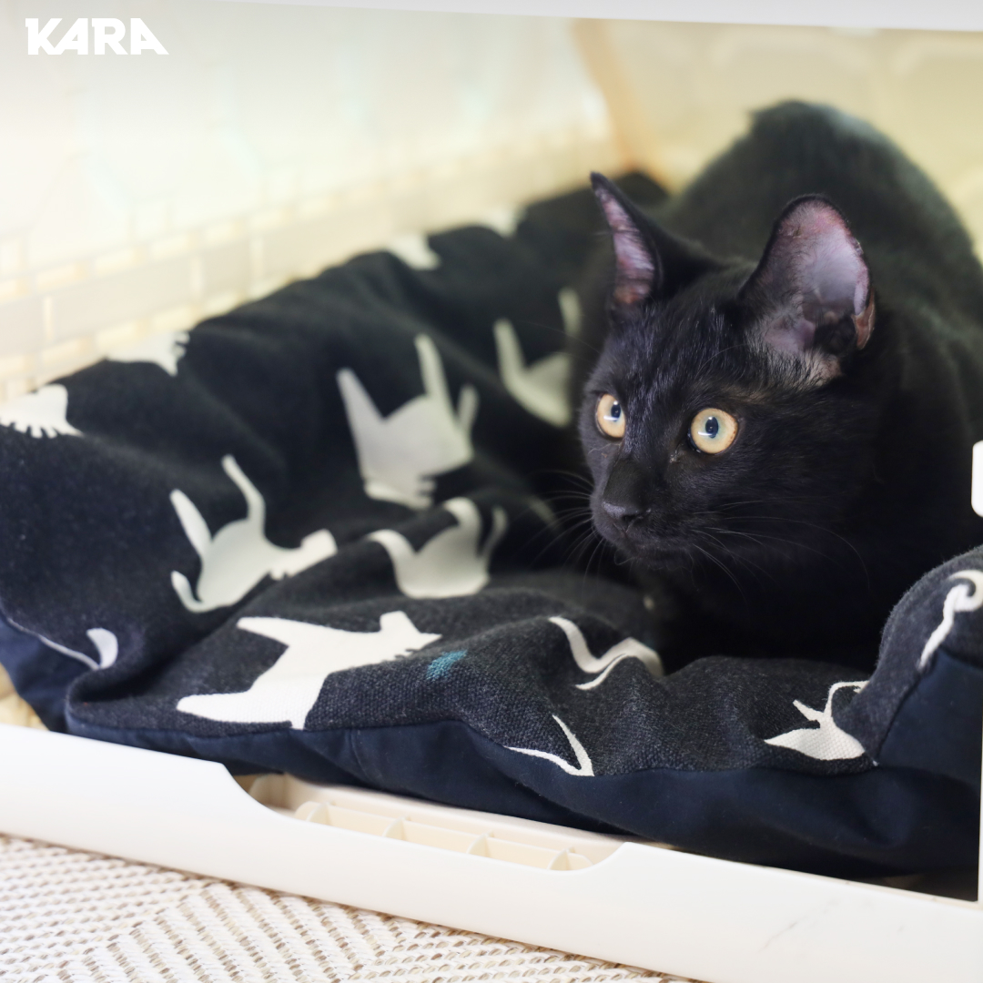 ekara_org's tweet image. 시골 한 마을에서 태어나 갈 곳을 잃었던 아기 고양이 코들이의 입양을 축하해 주세요!

코들이 입양 후기 &amp;gt; ekara.org/parttake/revie…