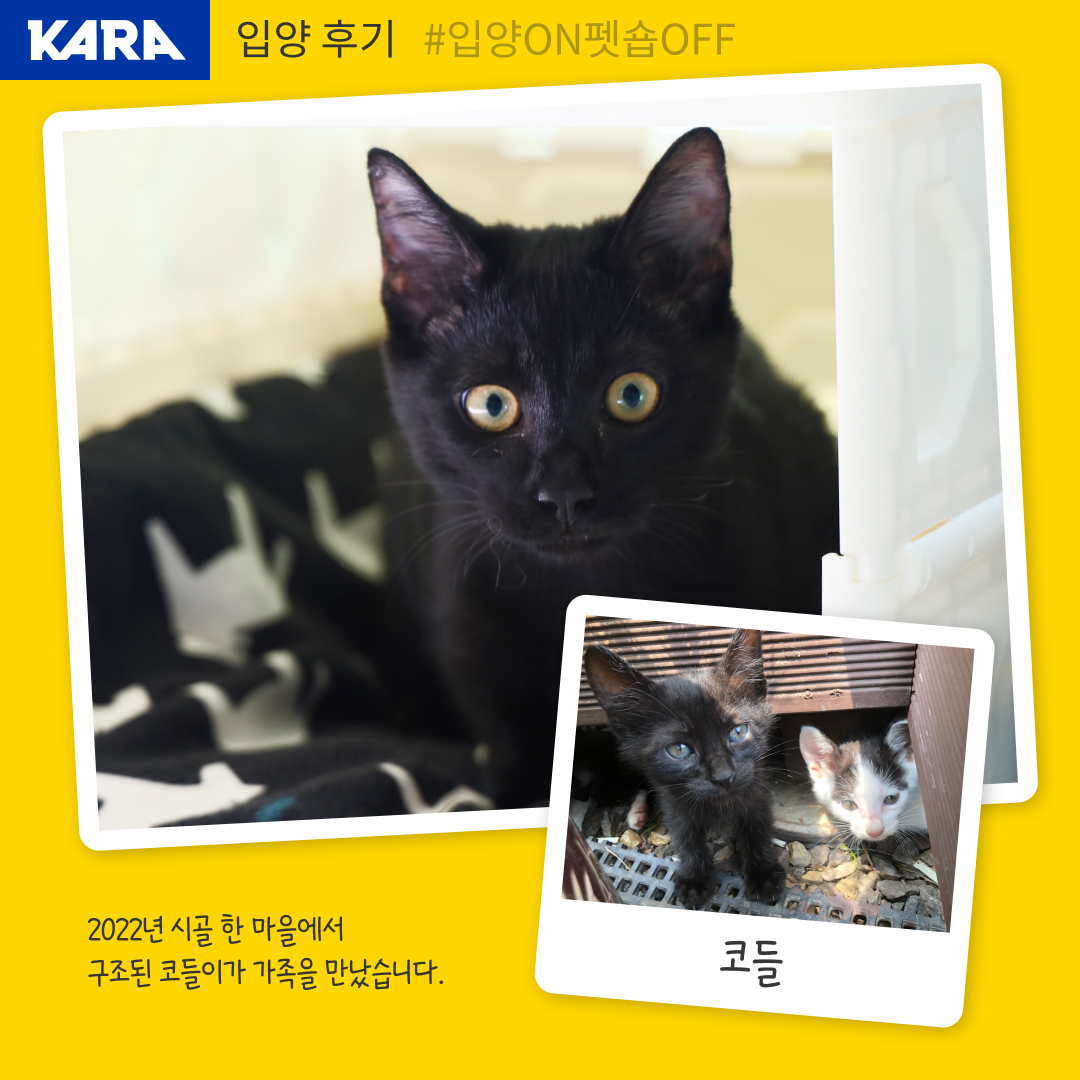 ekara_org's tweet image. 시골 한 마을에서 태어나 갈 곳을 잃었던 아기 고양이 코들이의 입양을 축하해 주세요!

코들이 입양 후기 &amp;gt; ekara.org/parttake/revie…