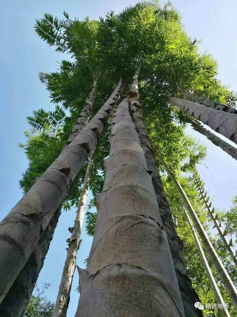 Amazing_Yunnan's tweet photo. #Yunnan is the world center of #bamboo. Among about 1000 spices of bamboo in the world, 220 of them could be found here. Growing in the SW Yunnan, #Dendrocalamus is the largest bamboo in the world, with a height of over 30m and a diameter of 35cm. #Hellobamboo #GoodbyePlastic https://t.co/sMqDVqgOz2