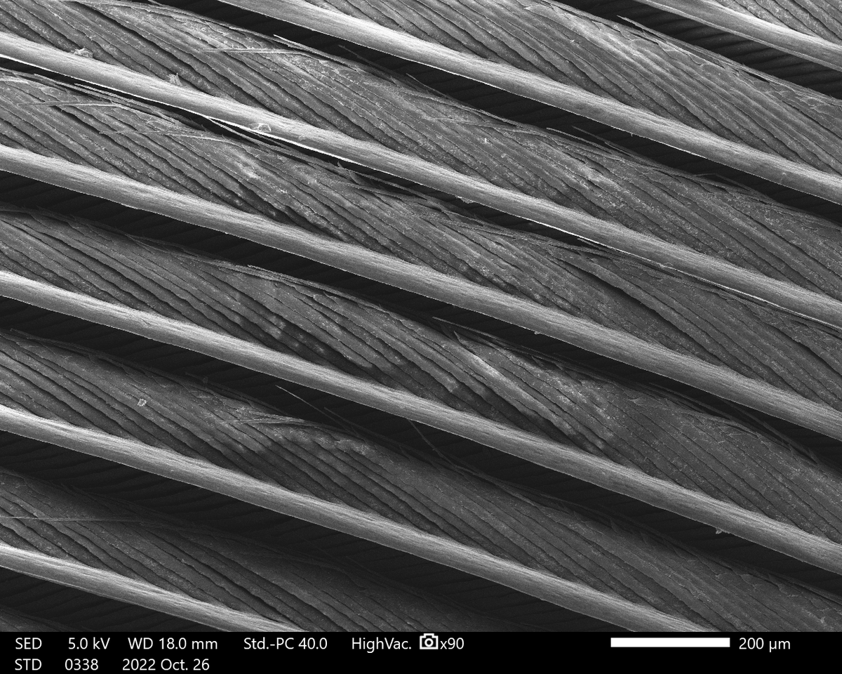 EMC_PlymUni's tweet photo. It's Day 6 of our #festive countdown! Are you and your loved ones going on any days out in the #holidays?🎄

Today's image is of a #feather, imaged on our @JEOLEUROPE NeoScope Benchtop #SEM! This #image is from a recent trip to @DartmoorZoo as part of our #MicroscopyLive event!🪶 https://t.co/27GhcZznVj