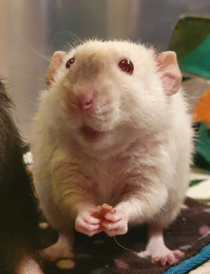 BohlingErika's tweet photo. Casper says, "don't worry, it's almost the weekend!" 🐀 https://t.co/qWYlijKCIH