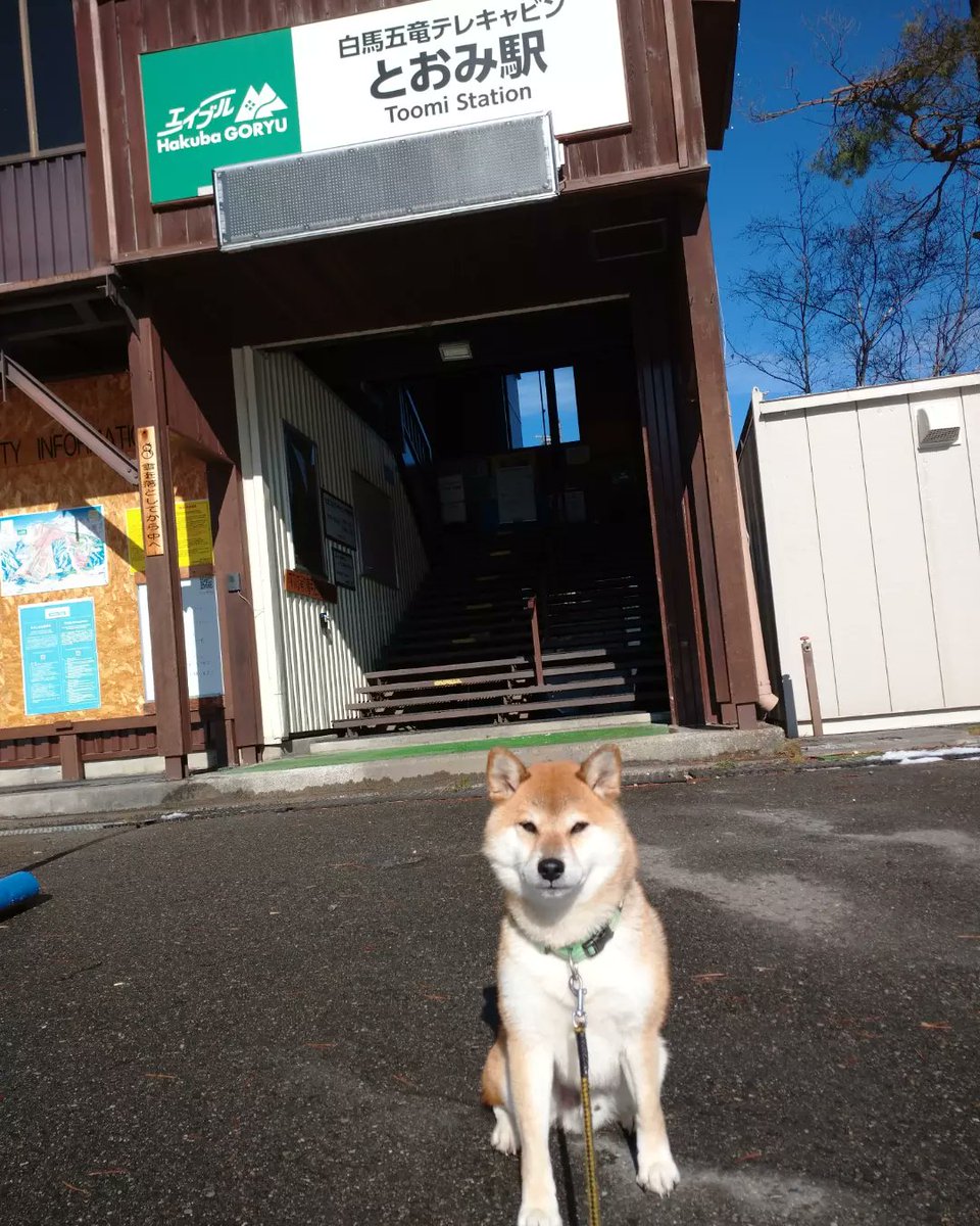 DuumE4maru's tweet photo. こんばんは！
白馬のスキー場、一部OPENしました！
いよいよ、冬到来なのでしょうか？
山だけ雪降って、里には降雪してほしくないのが…本音ですが…
まるくんは、今朝も雪でハイテンション😁

#白馬村グルメ #白馬 #hakuba #キッチン��ー #進化系ワッフル #柴犬まる店長 #柴犬 #柴犬のいる暮らし https://t.co/gkHVqfxpoJ