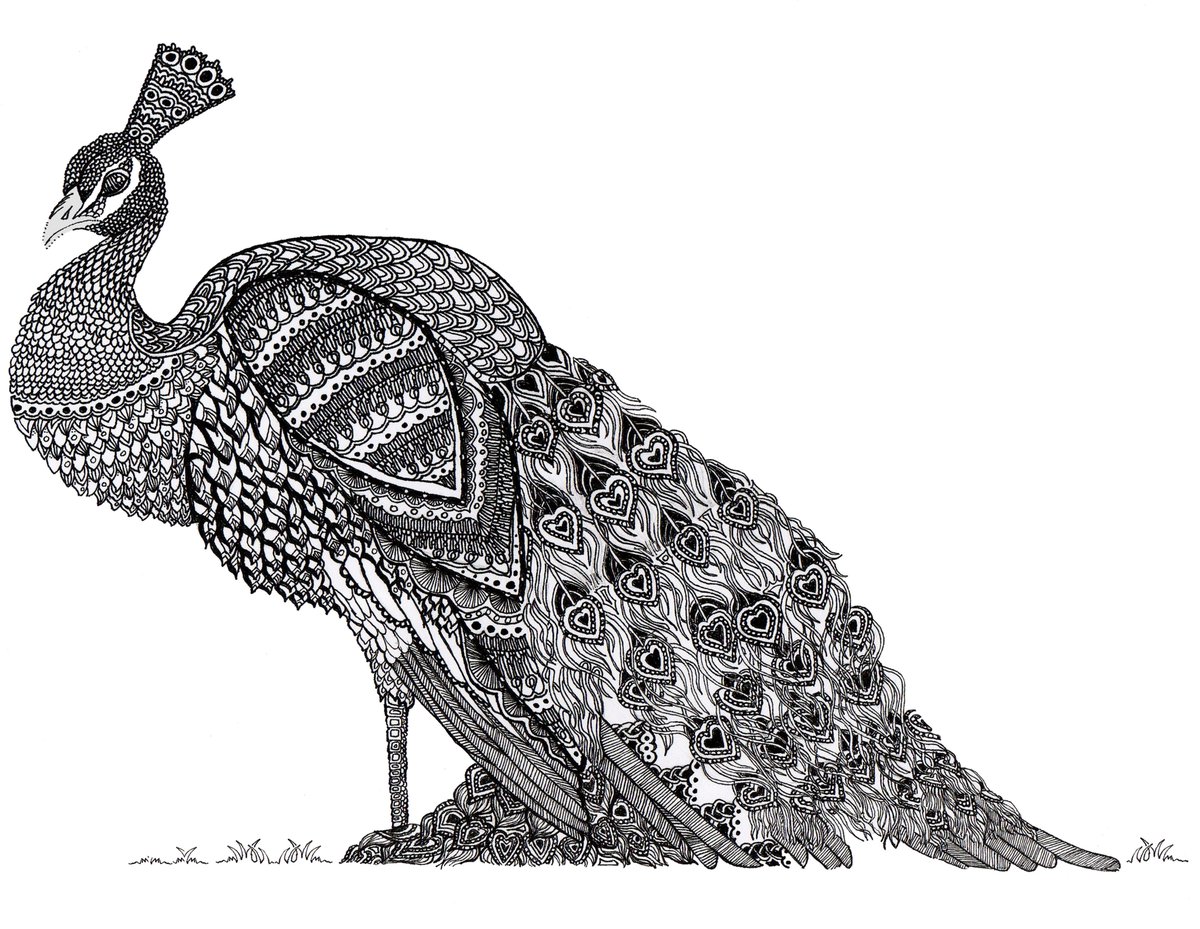 RT @SDCards7: Day 9. Handdrawn 'Peacock' in pen and ink #ArtAdventCalendar #art #BirdsOfTwitter https://t.co/uUpGtWFdUw
