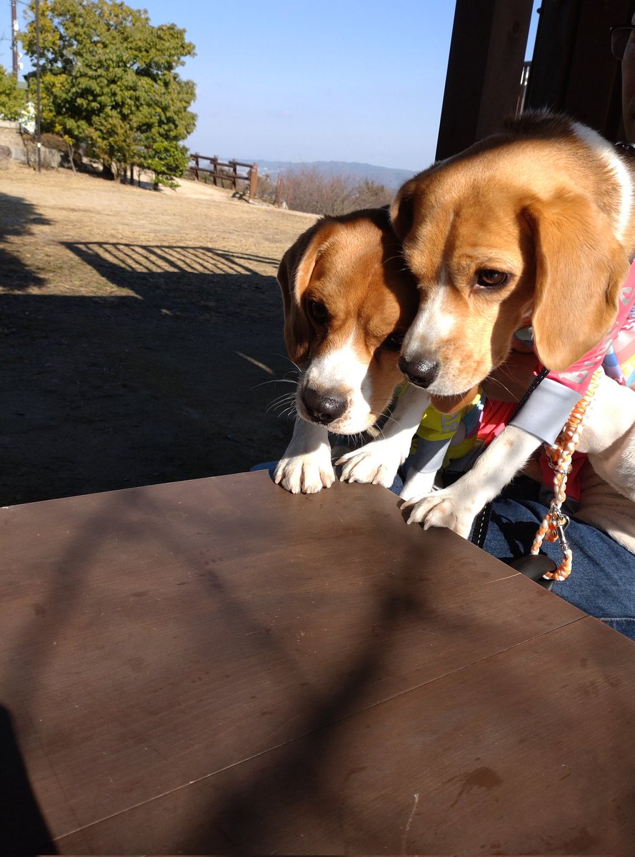 明神山ハイキング！お弁当たべてルンルン♬もちろん🐶🐶オヤツ持って行ったよ✰目線はオヤツ♡可愛いね。大好きよ。一緒にお出かけ出来て嬉しいよ。ありがとうね。