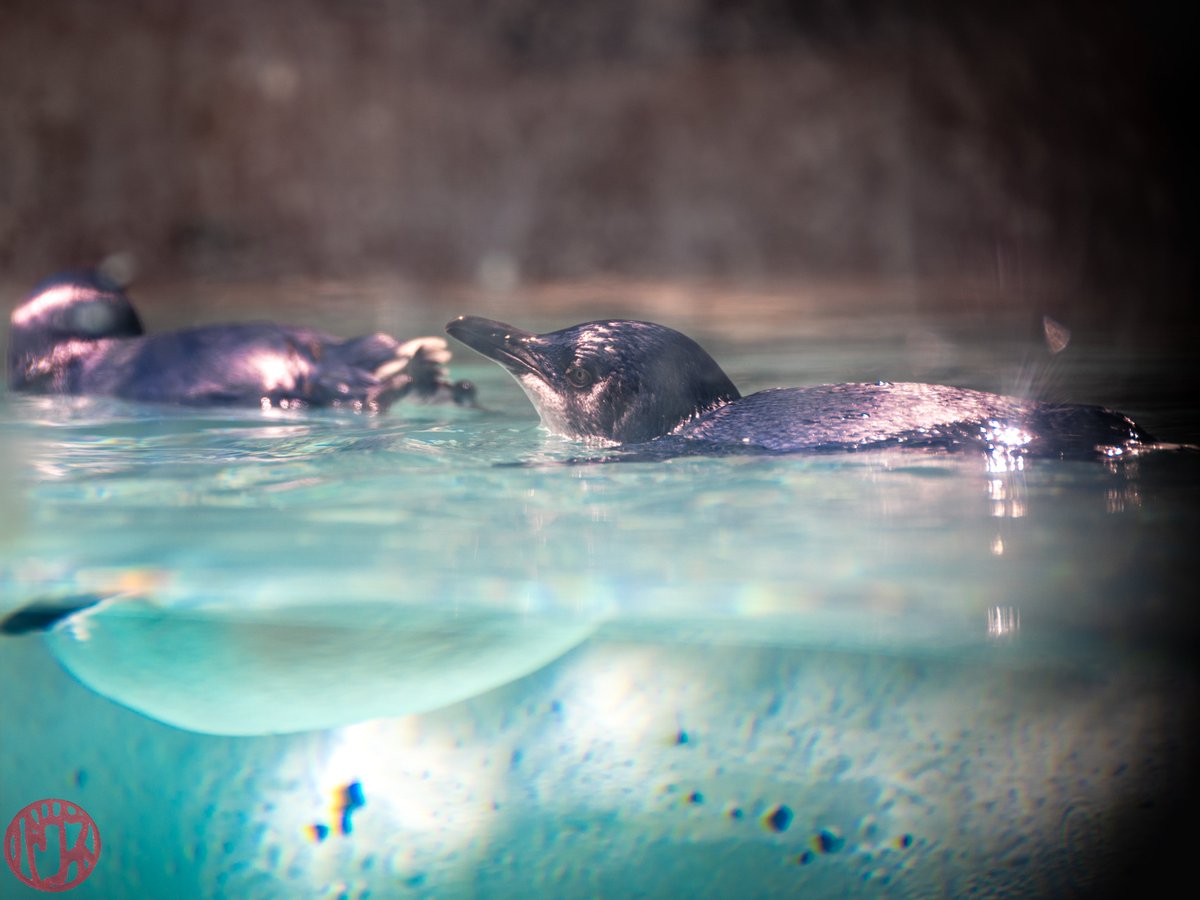 At <a href="/PerthZoo/">Perth Zoo</a> a friendly staff member told me these Fairy Penguins are moulting, they have to wait 2 weeks before they can join their buddies doing laps on the beautiful water! #penguin #fairypenguin #littlepenguin #perthzoo #perth #ペンギン #フェリーペンギン #コガタペンギン