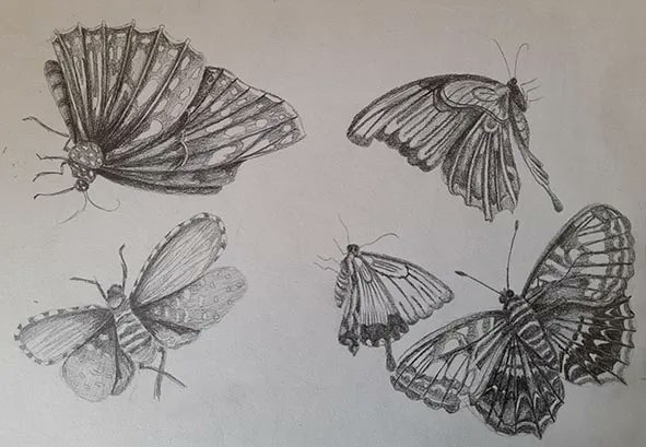 Studying #butterflies in my sketchbook.  #Artwork comes from inspiration.  My inspiration is studying the patterns and forms within #nature

#ClaireHarrisonArt #artist #art #horshamart #sussexartist #picoftheday #naturalforms #pencil #pencildrawing #insect #butterfly #wildlife