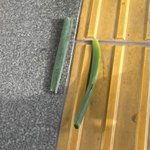 2歳に「飼いたい～」と言われた!野生のネギ!