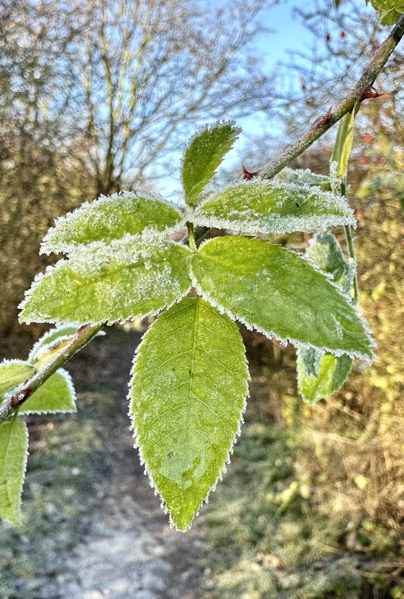 Nice and frosty. #frostymorning @shftelegraph @AngelaFurniss2