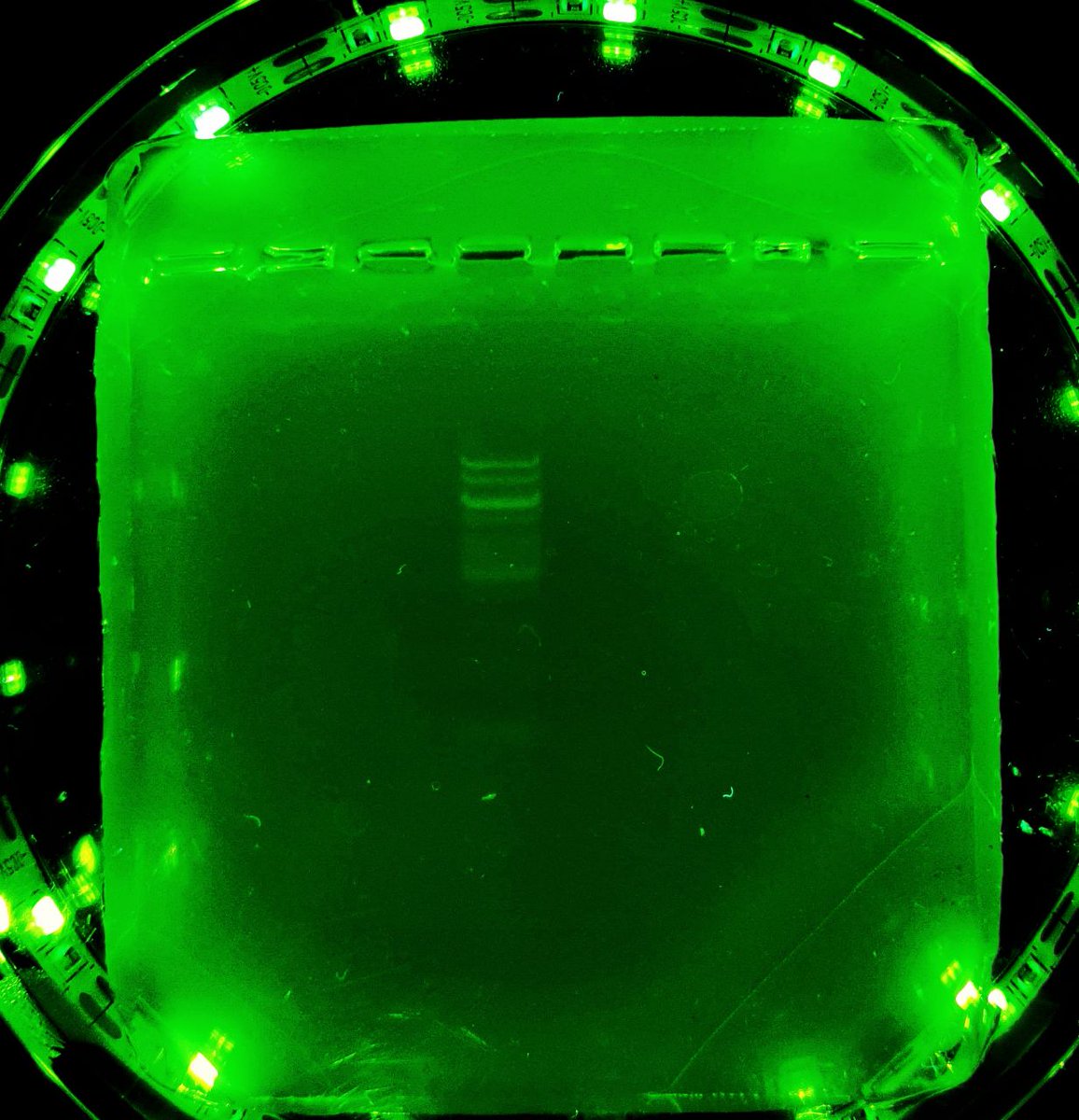 1/ Visualize your DNA for less than $10: A #diybio guide 
#labonthecheap