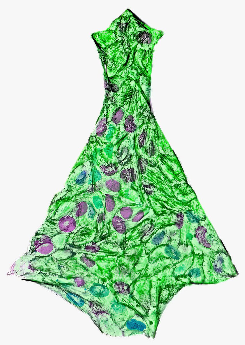 Getting ready for Xmas <a href="/LabPhysiology/">Synthetic Physiology Lab</a> with @moisesdisante <a href="/BohdanaHorda/">Bohdana Horda</a> <a href="/MelissaPezzotti/">Melissa Pezzotti</a> <a href="/eloisa_torchia/">Eloisa Torchia</a> and <a href="/sandipanc1/">sandipan c</a> working on the last series of #FluorescenceFriday #HaCaT (actin, tubulin, nuclei) with equipment <a href="/NikonInst/">Nikon Microscope Solutions</a> <a href="/CrestOptics/">CrestOptics</a> <a href="/Photometrics/">Teledyne Photometrics</a> <a href="/Okolabgroup/">Okolab</a> <a href="/ibidiCells/">ibidi GmbH</a>