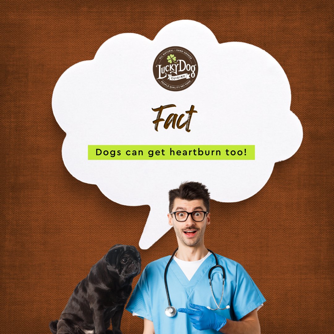Dogs, like humans can get acid reflux or heartburn. 😖

It can be caused by stress and by eating poor quality foods filled with preservatives, food coloring and artificial flavoring. ☝

#luckydogcuisine #luckydog #dogfood #healthydogfood