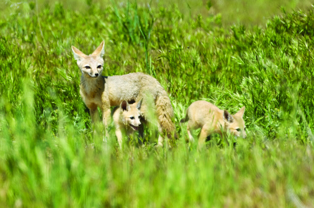 SaveMountDiablo's tweet photo. 50 rare, endemic, or unusual animals and plants found in the Diablo Range, a biodiversity refuge for these species, providing unique habitats that some wouldn't survive without: https://t.co/COHjZtMAy6
๐ธ: Scott Hein, Sean Burke, and Chris F.
#DiabloRange #MtDiablo #MountDiablo https://t.co/UUgYUqPVeg