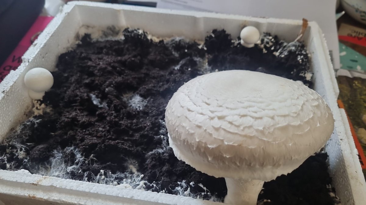 Milieueducatie's tweet image. "Kijk eens wat een moeilijk grote champignon!" kregen wij toegestuurd. De champignons uit ons champignonnenpakket doen het goed. #eigenkweek #natuureducatie #duurzaam #Onderwijs