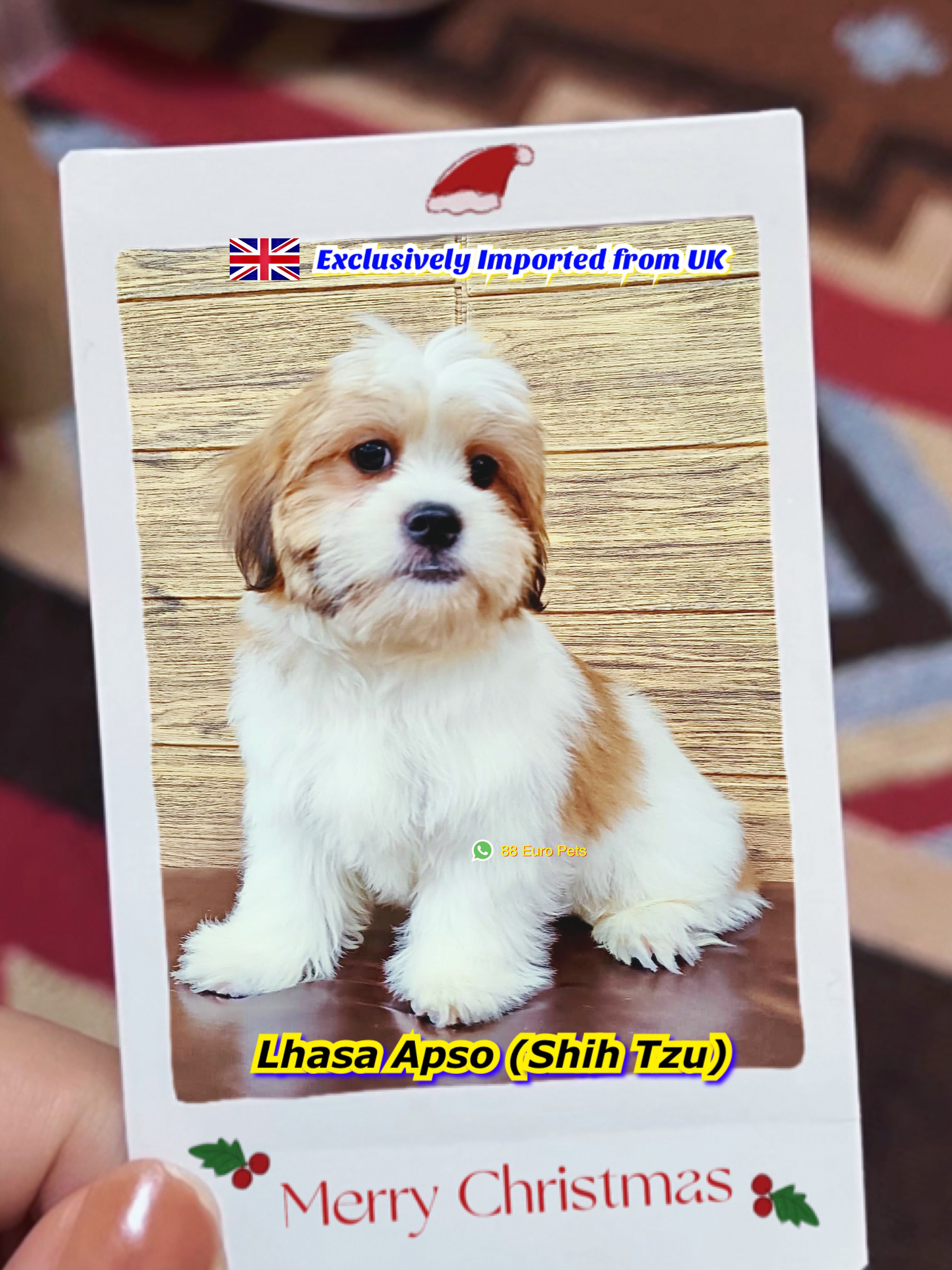 Lhasa apso best sale intelligence