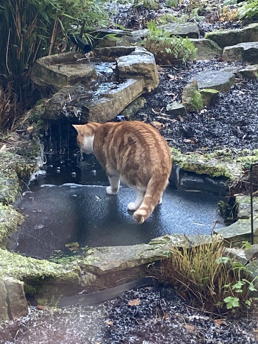 KentheCat4's tweet photo. I always knew I was special. See, I can walk on water 🙏🏻😼#CatsOfTwitter #FridayFeeling #Cat https://t.co/PbPQYmwn4K