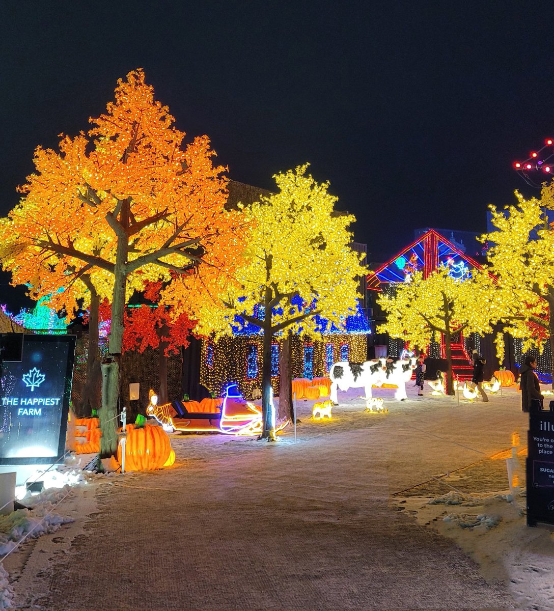 WJaroslawski's tweet photo. Happy Friday Friends.

#Leafs are alive and well.

#DarkZero is Back in Black/Purple soon 😃

Happy to be alive n kicking.

#illumi #mississauga #ontario 🇨🇦 #xmasphotography #xmas #buildings #illumination #animals #cavalia #nightphotography #sightseeing #Photographer #photography https://t.co/TqcLsRssv7