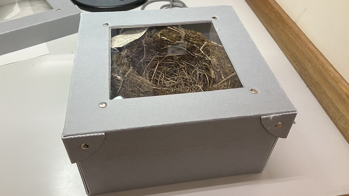 My colleagues in NHM conservation and I are constantly trying to improve storage e.g. a nest and eggs of White's thrush collected in Subashiri, Japan in June 1928. Now placed on a Tyvek cushion filled with ethafoam crystals for support within a bespoke, handmade acid-free box.