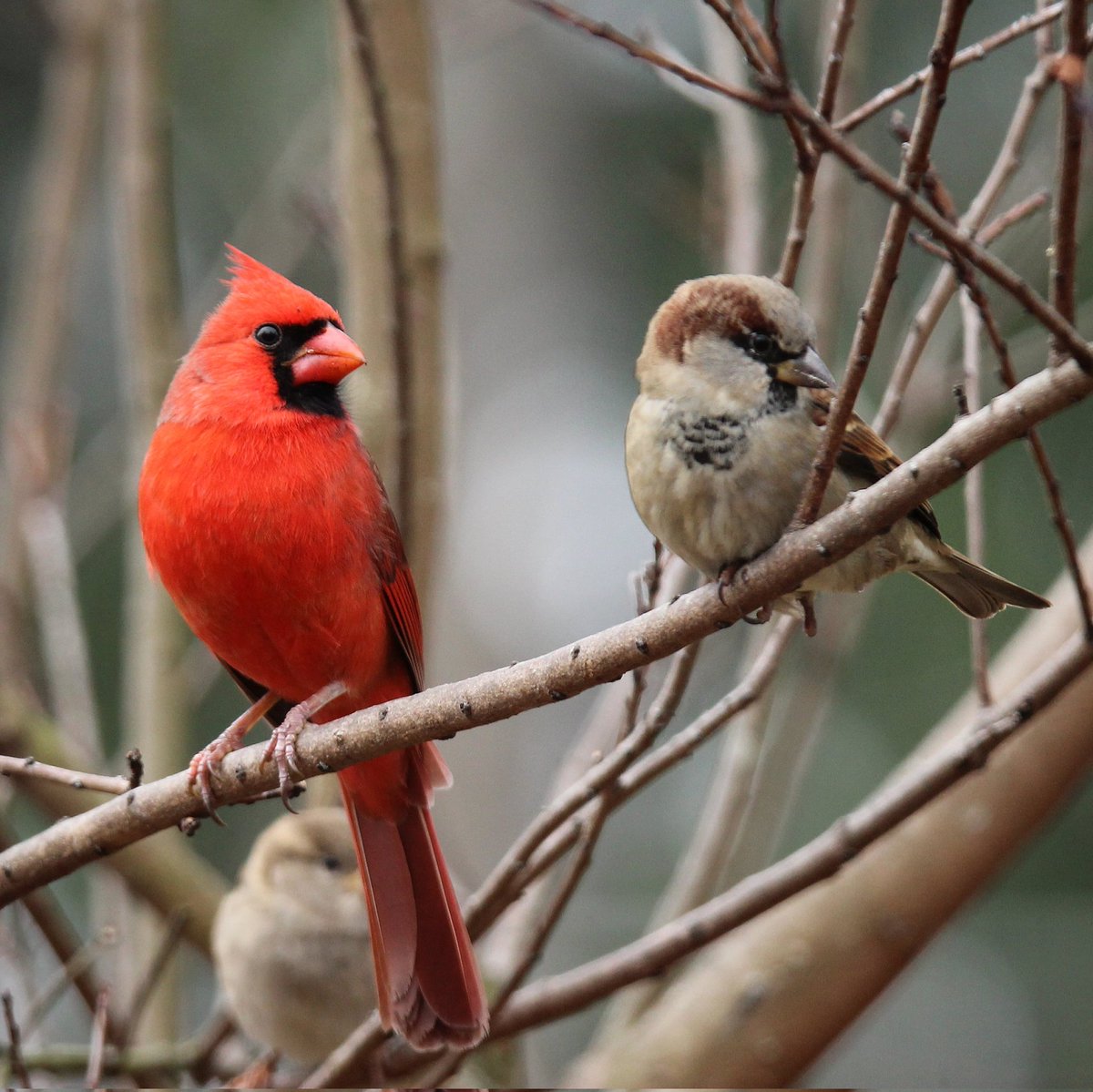 I'm not sure Mr. Cardinal wanted to share his branch, but he did!
#malecardinals #malecardinal #malehousesparrow #sparrows #sparrow #malehousesparrows #morningbirding #morningvisit #morningroutines #morning #sharing #sharingiscaring