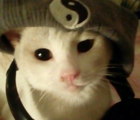 ´ (@catssoob) on Twitter photo 