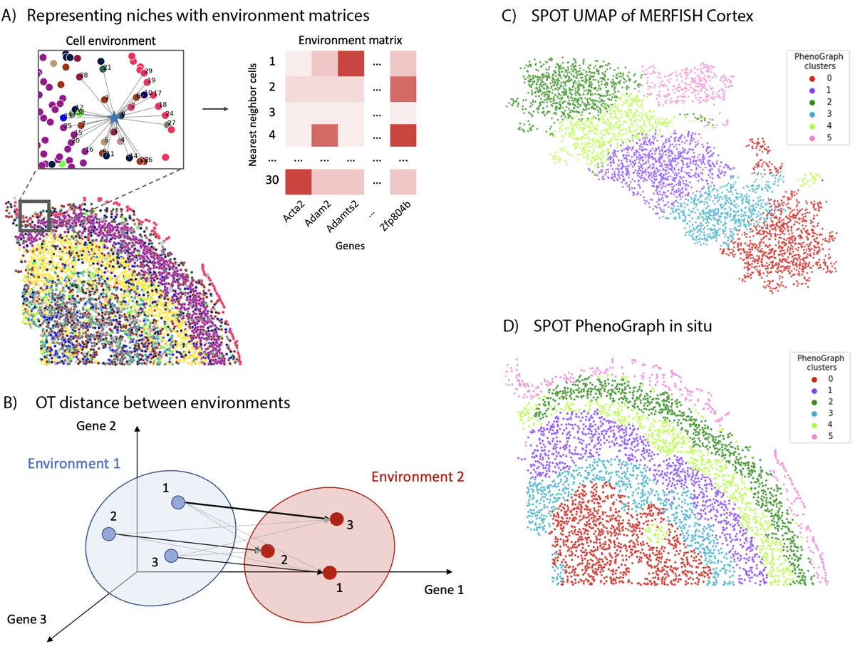 Shouvik Mani (@shouvikmani) on Twitter photo Giving a talk on SPOT: Spatial Optimal Transport at the NeurIPS <a href="/lmrl_bio/">Learning Meaningful Representations of Life</a> workshop today! SPOT is a new framework to characterize microenvironments in spatial transcriptomic data. Check out our paper here openreview.net/forum?id=knxP0… <a href="/DoronTheViking/">Doron Haviv</a> <a href="/russell_kunes/">Russell Zhang Kunes</a> <a href="/dana_peer/">dana_peer</a> Giving a talk on SPOT: Spatial Optimal Transport at the NeurIPS <a href="/lmrl_bio/">Learning Meaningful Representations of Life</a> workshop today! SPOT is a new framework to characterize microenvironments in spatial transcriptomic data. Check out our paper here openreview.net/forum?id=knxP0… <a href="/DoronTheViking/">Doron Haviv</a> <a href="/russell_kunes/">Russell Zhang Kunes</a> <a href="/dana_peer/">dana_peer</a>