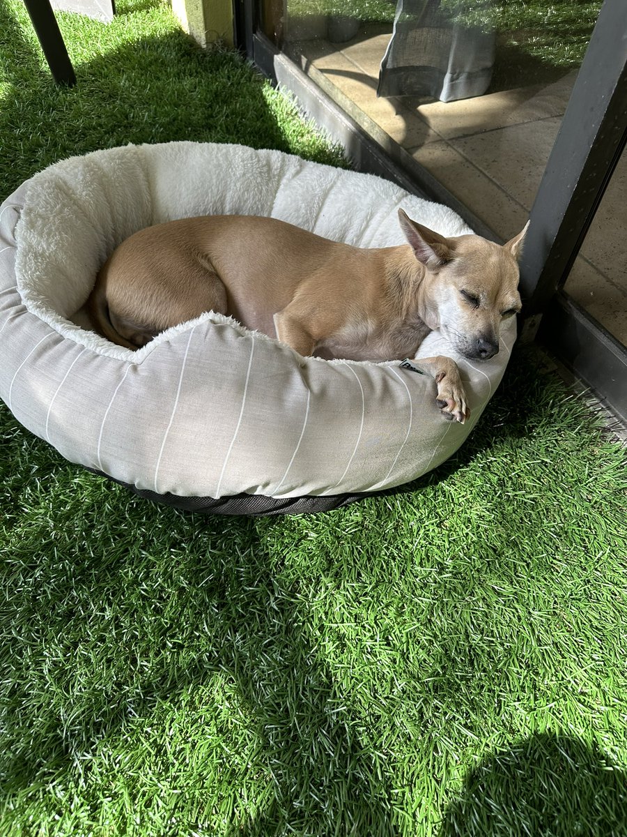 KylaTaub's tweet photo. the single best thing that came from moving to Miami is that our rescue dog who spent the first 3 years of her life in a hoarding situation without ever stepping foot outside now spends a good portion of her day everyday basking in the sun https://t.co/ZRxG7Ej9wt