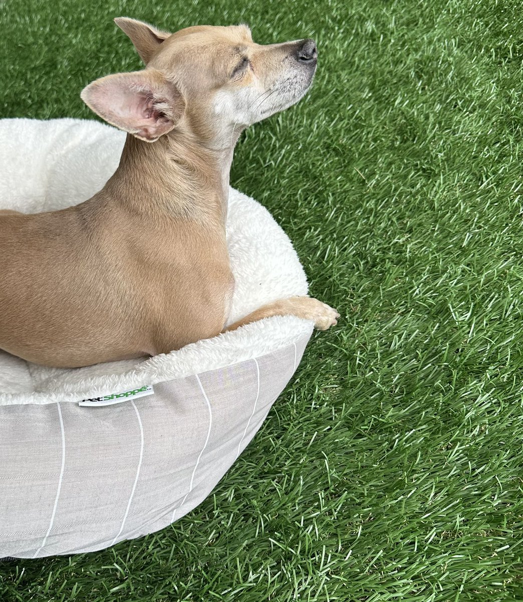 KylaTaub's tweet photo. the single best thing that came from moving to Miami is that our rescue dog who spent the first 3 years of her life in a hoarding situation without ever stepping foot outside now spends a good portion of her day everyday basking in the sun https://t.co/ZRxG7Ej9wt