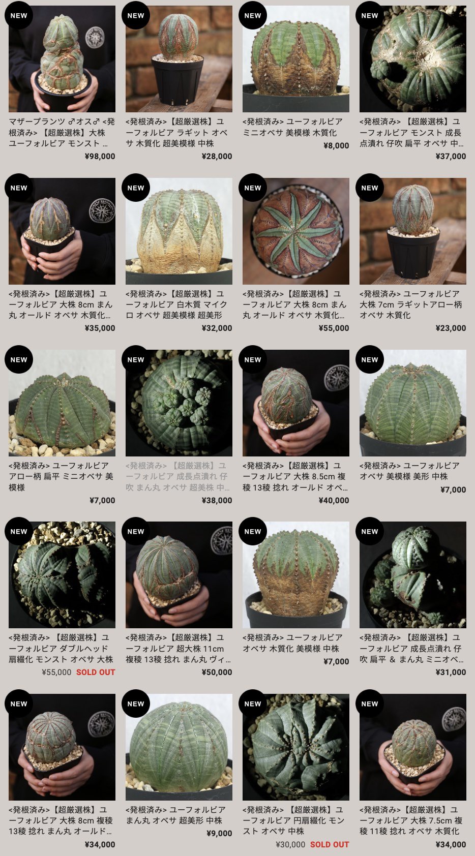 ユーフォルビア オベサ 成長点潰れ モンスト 綴化 MONSTROUSA