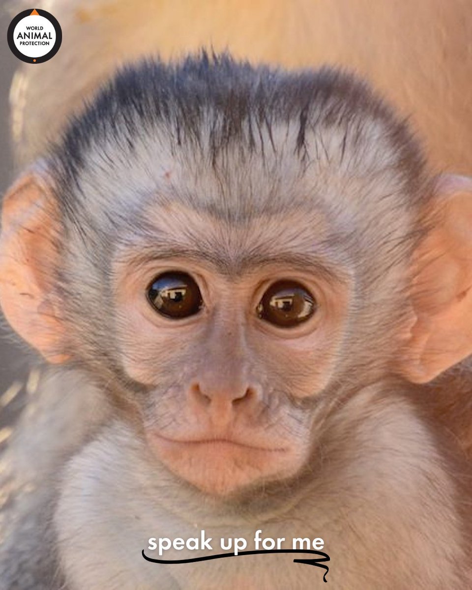 World Animal Protection US on Twitter: World Animal Protection US on Twitter: