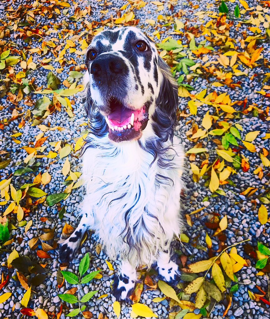 az_eMesi's tweet photo. She is my dog, and her name is Tesla. And she is a very photogenic. I love it, i love her. 🐶♥️ #colors #mydog #beauty #englishsetter #tesla #letter #yellowandbrown #Happiness https://t.co/acPexE7IeE