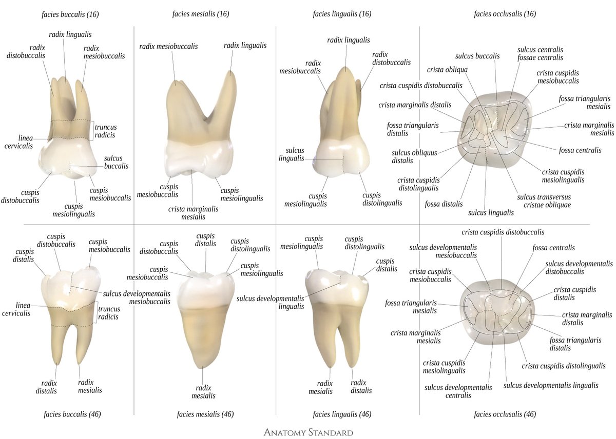 We have added a new page to the website about Permanent Teeth and the scientific basis for the 3D model of the teeth. Take a look! anatomystandard.com/Cranium/Dentes…