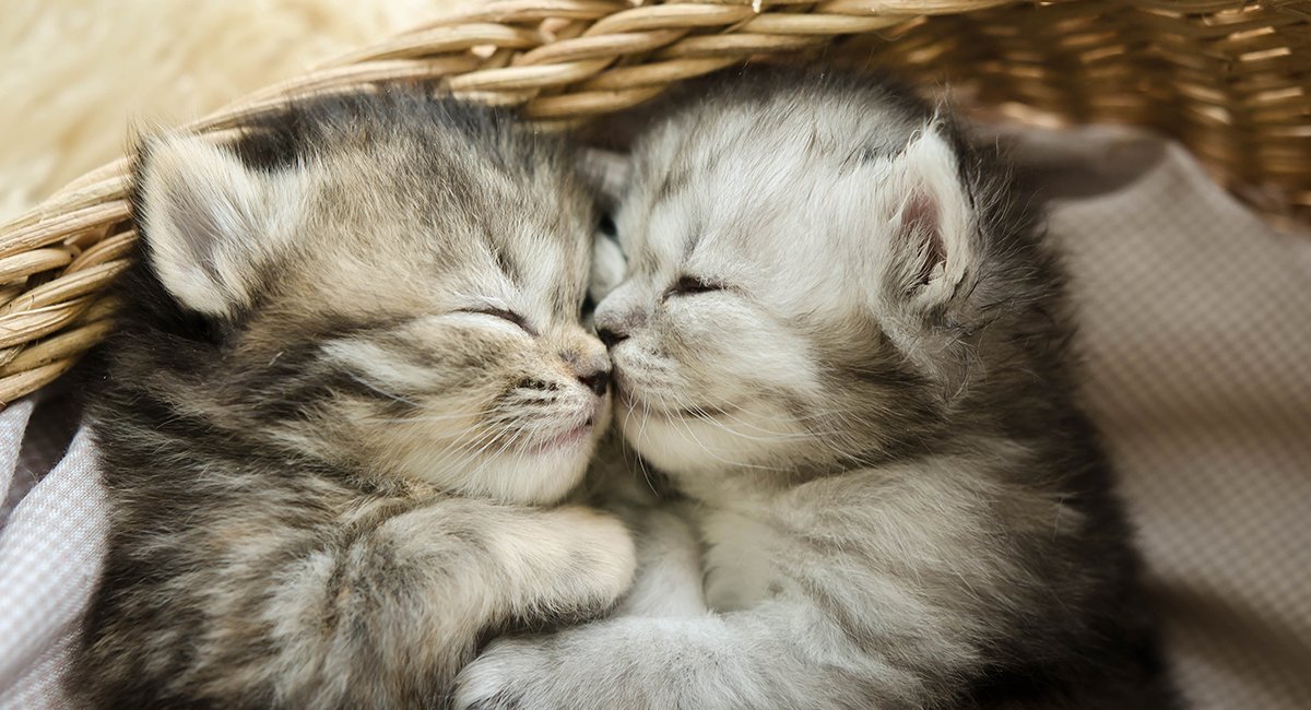 SSeelemeijer's tweet photo. so cutte cats https://t.co/gqSkTDygzN