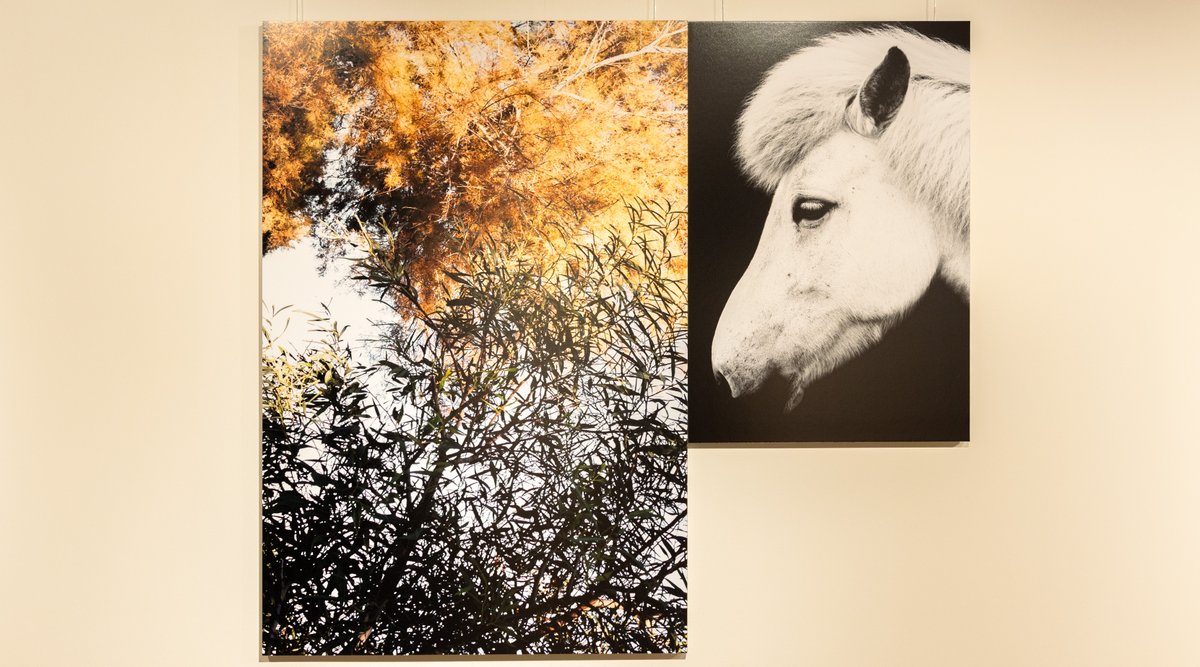 Aprofita aquest mes per venir a veure "Myrias" d'Elena Sol, una exposició que ens convida a  explorar els punts de contacte entre #naturalesa i #civilització. Un #viatge #arqueològic on els paisatges del present connecten amb el #Temps tota la seva magnitud. #XperienceBarcelona