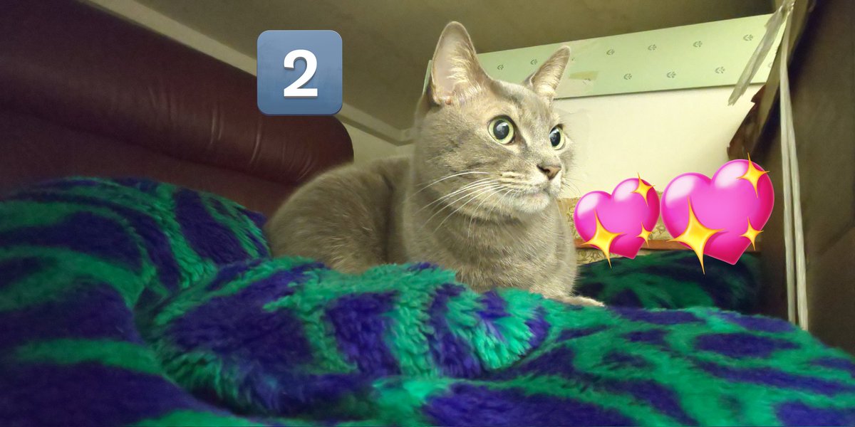 姿が見えないと思ったら･･･

1️⃣クローゼットの奥の毛布をベッドにして

2️⃣得意顔～😽🎶

#得意顔
#猫好きさんと繋がりたい 
#猫のいる暮らし 
#猫がいる幸せ 
#みりおん 
#やっぱり猫が好き