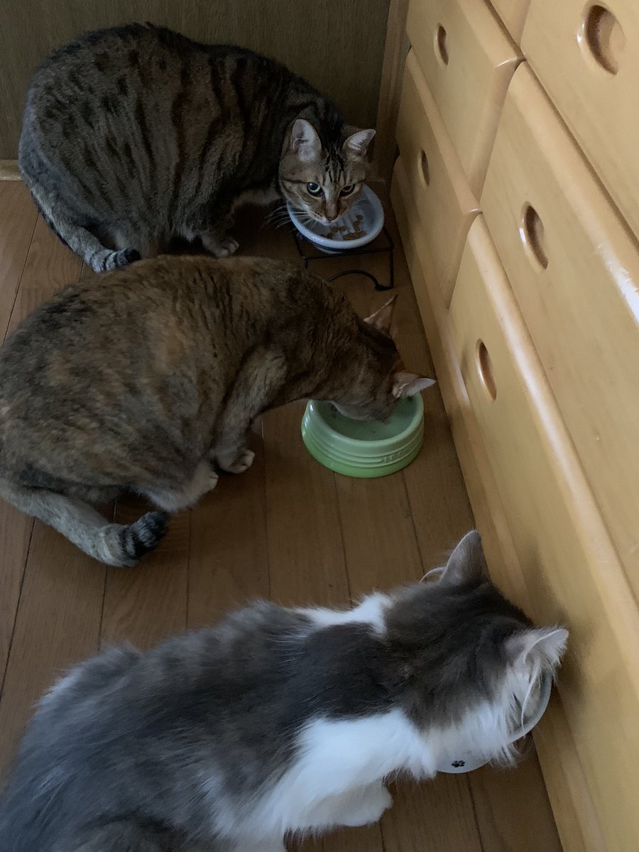 debelon's tweet photo. 会うと喧嘩しちゃって、なかなか一緒には居れないけど
ご飯の時だけは仲良く並んで食べれるようになったー https://t.co/HpdCT6Y1LF