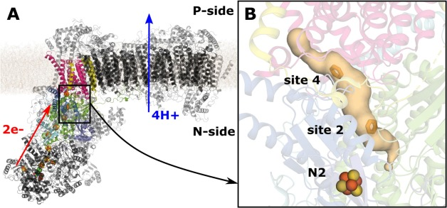 vivekvivsharma's tweet photo. Check our new article on Yarrowia lipolytica complex I. MD simulations by @JonathanLasham and @OutiHaapanen. Thanks to excellent collaboration with Volker Zickermann.

https://t.co/jhfOp3LOSy https://t.co/XzoCcZTdXw