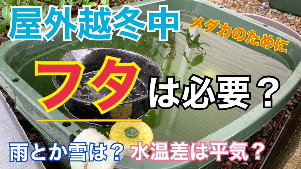 pentachan2's tweet photo. 🥺🤟🗃

屋外で越冬中に、蓋(フタ)は必要？いらない？～無事にめだかを冬越しさせるために～【メダカ飼育】
https://t.co/odHQKlKG5I

#メダカ #拡散希望 https://t.co/6HUFbIgSlK