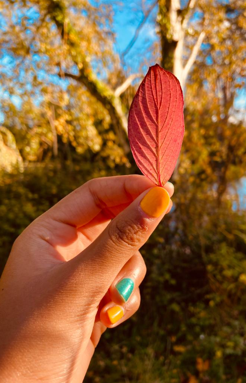 TCDLearning's tweet photo. We had wonderful entries to the #ConnectionCompetition throughout the month of November. Our first winner is Ambhalika Sounderraj with these stunning autumnal photos #ConnectionChallenge https://t.co/8m7XMxxULC