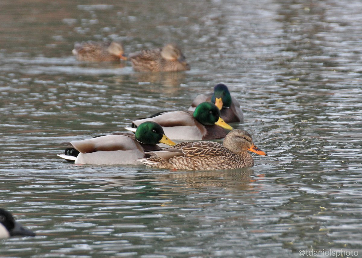 Terry Hlywka tweet media