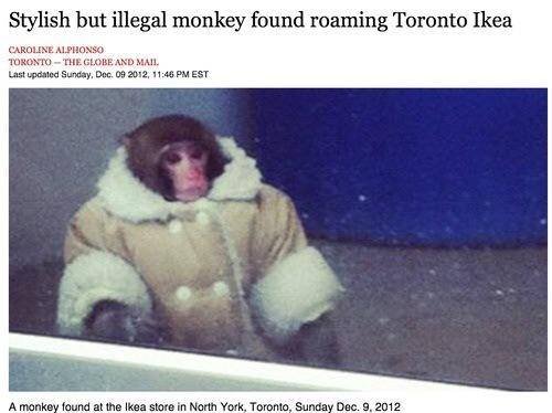 Happy Stylish But Illegal Monkey Day to all who celebrate