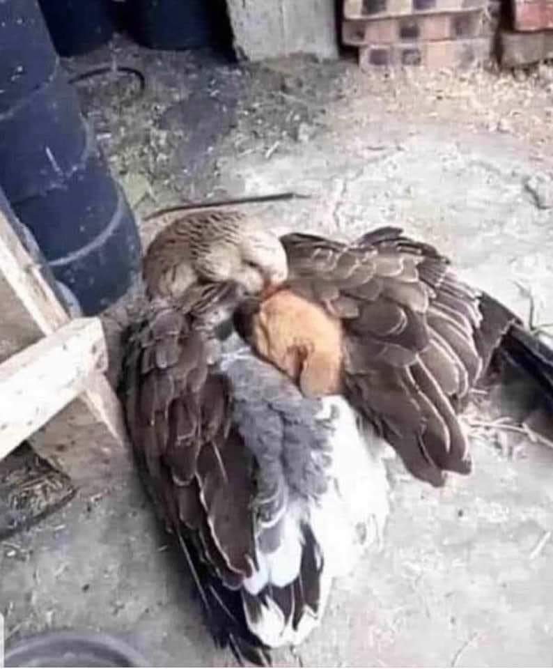 We have so much to learn from animals! A man found a goose that was shaking with cold stuck to a pole in Montana. As he got closer he realized, wrapped up in her wings, was a puppy she was shielding from the freezing temperatures. They were adopted together and are doing well.