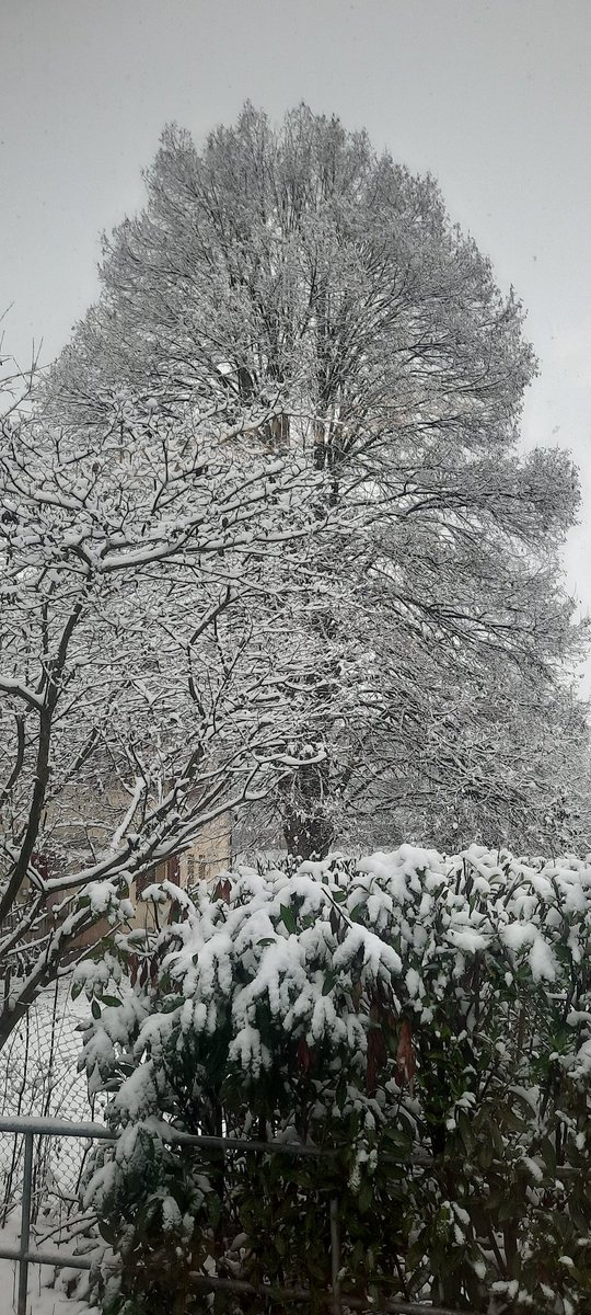 Der erste Schnee ❄️❄️❄️