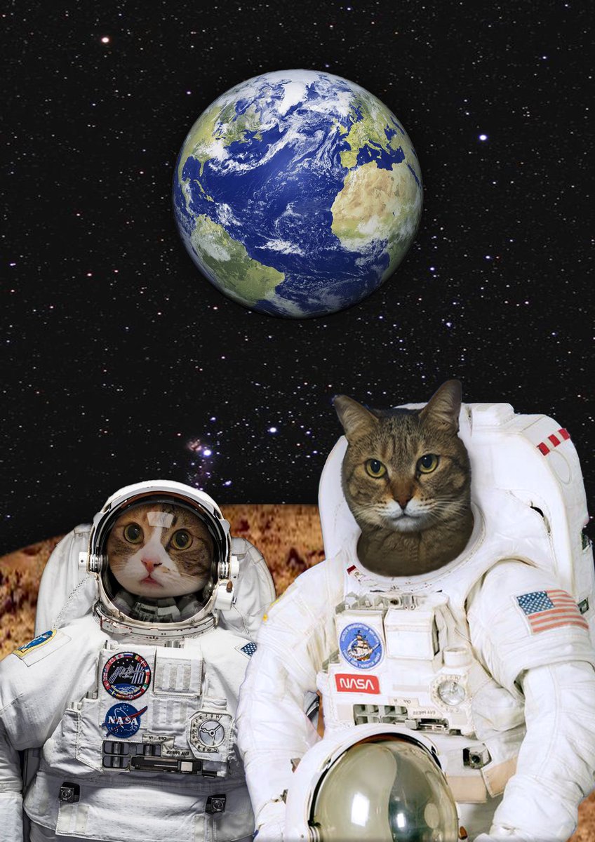 우리 가좍이 저 별에서 기다리고 있대! 
❤️💛가족 찾는 코코미미❤️🧡
<a href="/coco_mimi__/">내 고양이 코코미미💕</a>