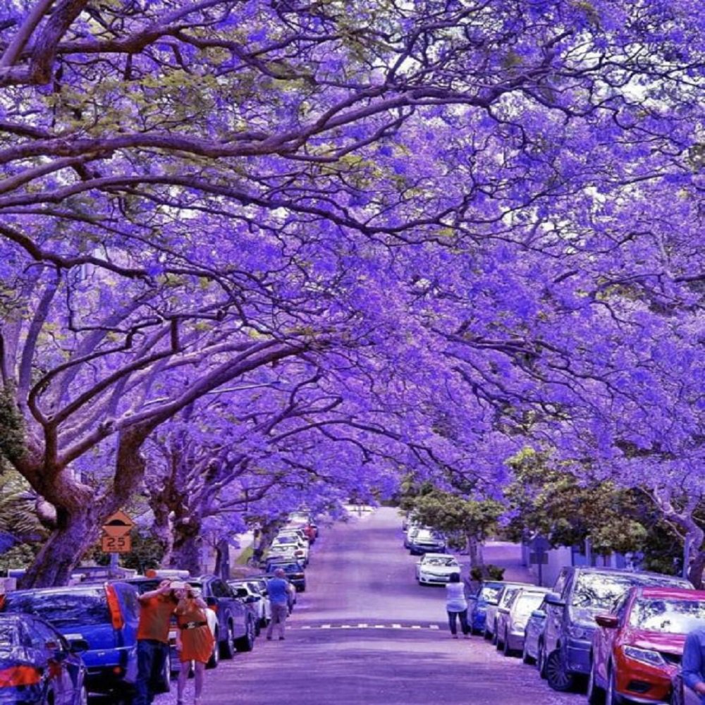 ruben_corella's tweet photo. #purplelover #purplepower #purplecolour #colormorado #lila #pic #trees #parque #floresmoradas #morado #paisaje #roads #paths #ways #arboles #belleza #live #photos #bestpic https://t.co/hWj6UxxaPz