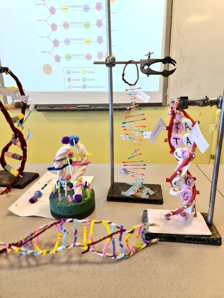 Sci_Christleton's tweet photo. An excellent effort from our creative year 12 biologists as part of their nucleotides topic! 🧬🧬 https://t.co/SppBv0O0Qp