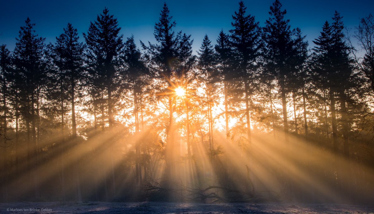Shine! #liveforthestory #forestphotography #sunbeams #nature