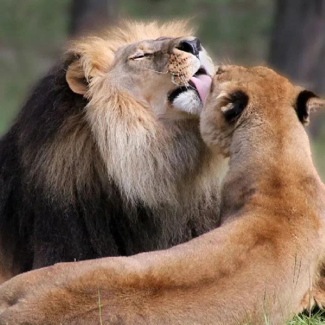 ruben_corella's tweet photo. #lions #lionslover #lion #leon #leones #lionking #kiss #animals #animallover #animaltime #greatpic #africa #african #family #familia #bestfriends #lovers #fauna #biodiversity #ecosistemas #shot https://t.co/Lfao6ePuFs