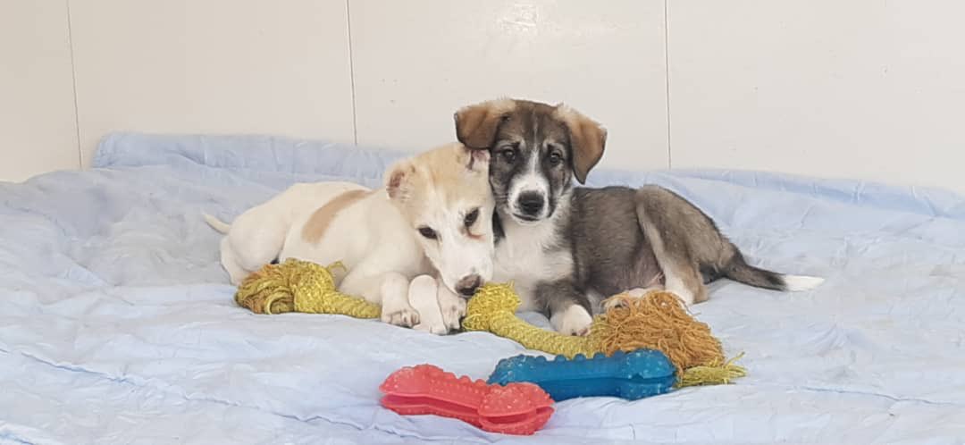 KSARshelter's tweet photo. Woofing Morning #KSARpack.Mr Terrance here.
I have a FREE way in which you can help animals in #Afghanistan.
If you vote, GivingCircle will give us 50 cents for each new voter!
That equals to a lot of full bellies this winter!
https://t.co/YxP28rp1YQ
#RescueDogs #Dogs #KSAR https://t.co/OYb506rKDu